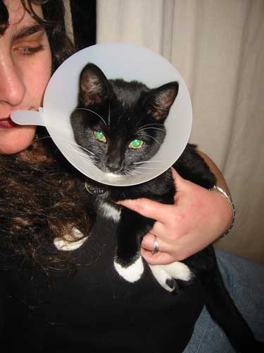 cricket wearing the collar