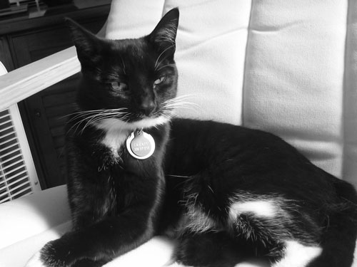 she's going to be a very dignified cat when she grows up.