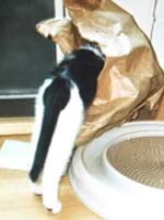 no eating the fish food, Lilith.