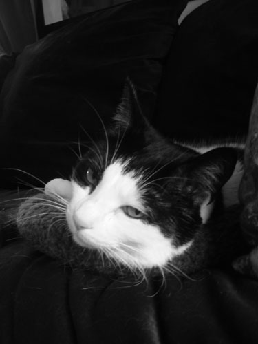 you woke me up.  die, puny human.